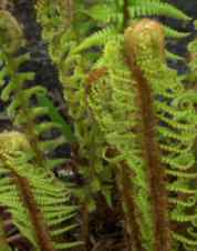 Polystichum aculeatum, hardy fern mail order ferns plants for sale 